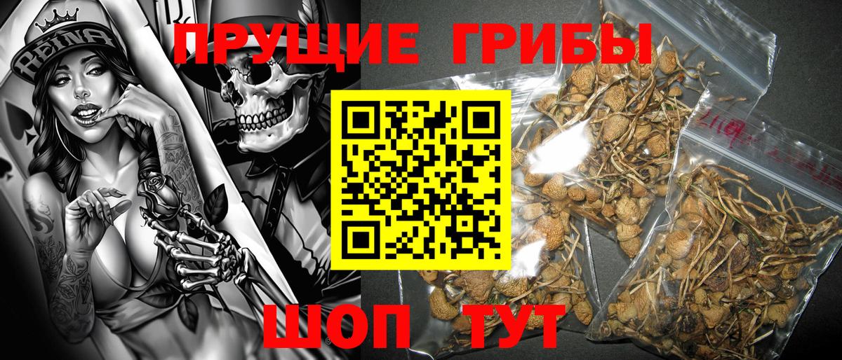 Псилоцибиновые грибы мицелий Майкоп